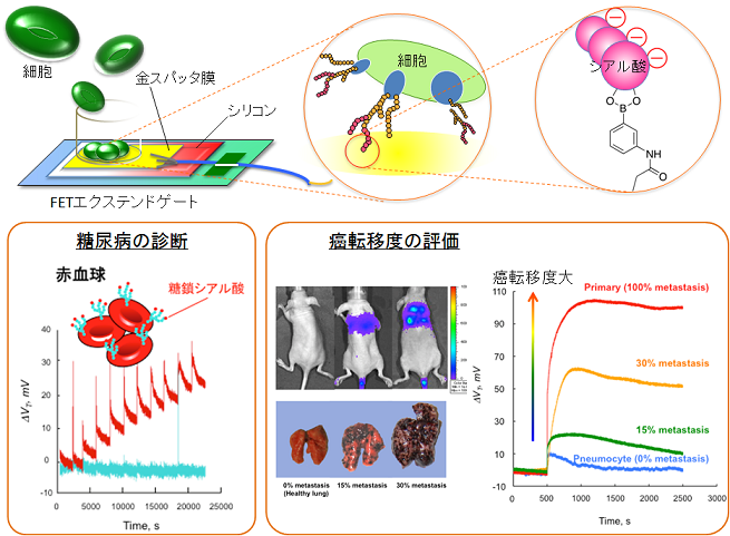 宮原裕二研究室 東京医科歯科大学 The Yuji Miyahara Group, TMDU
